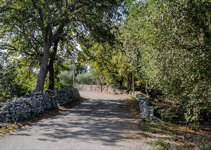 Tra Gli Ulivi - *